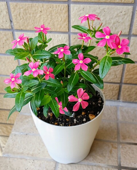 IMG00110~3