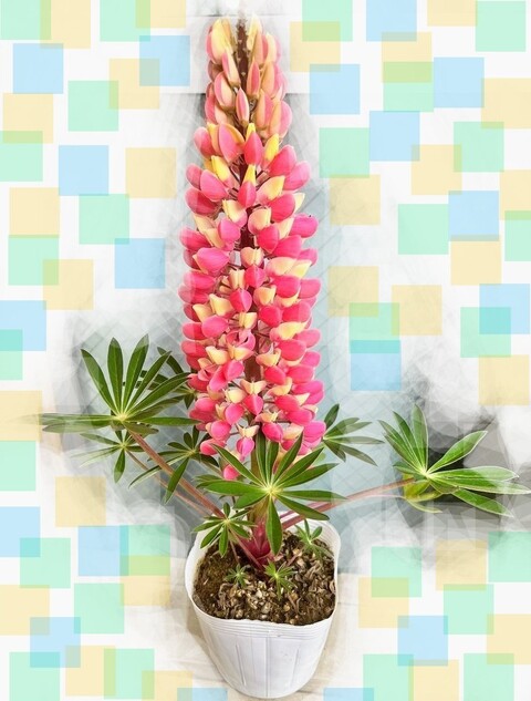 1dd3ba76da0baa8e080bc4946cff2989~6