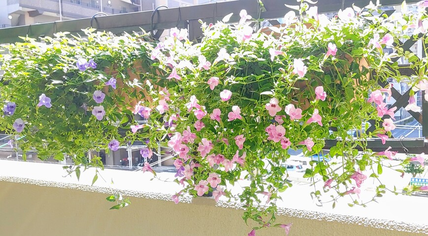 IMG00821~2