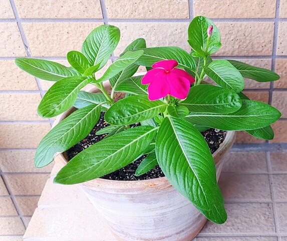 IMG00011~2