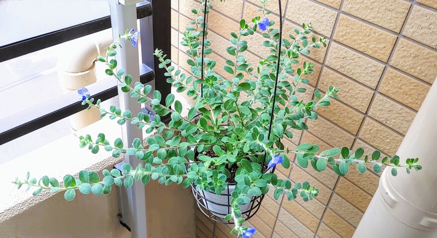 IMG00243~2