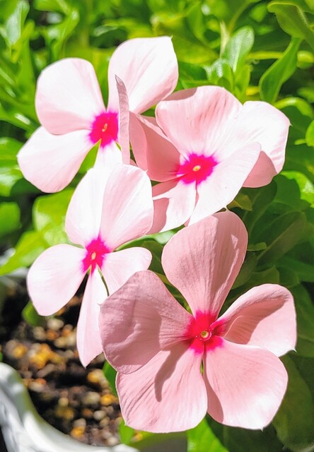 IMG00778~3