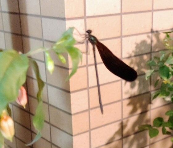 IMG00015~2