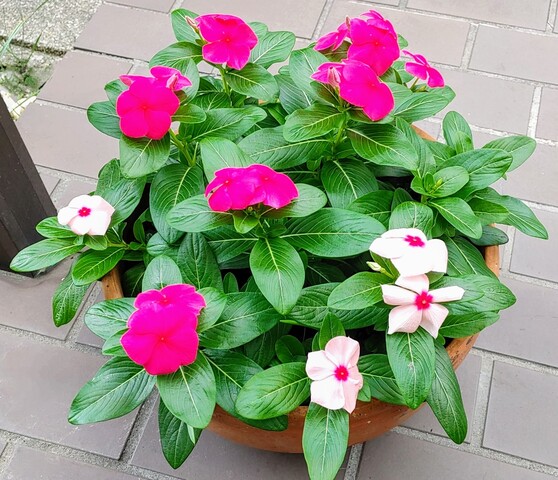 IMG00693~3