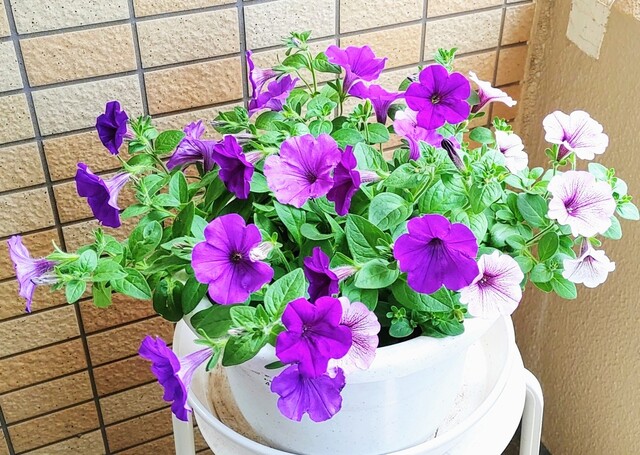 IMG00058~4