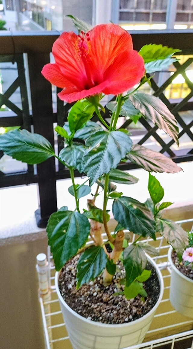 IMG00559~2