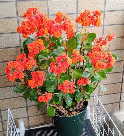 IMG00629~4