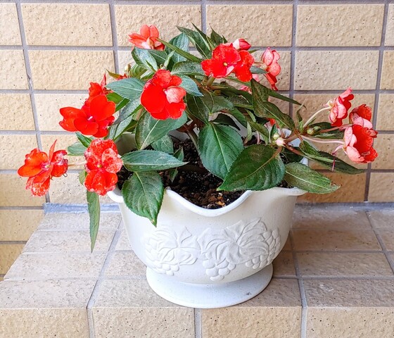 IMG00045~3