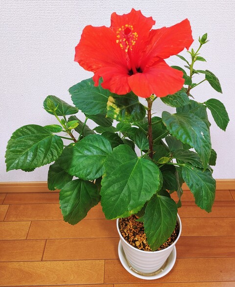 IMG00078~2