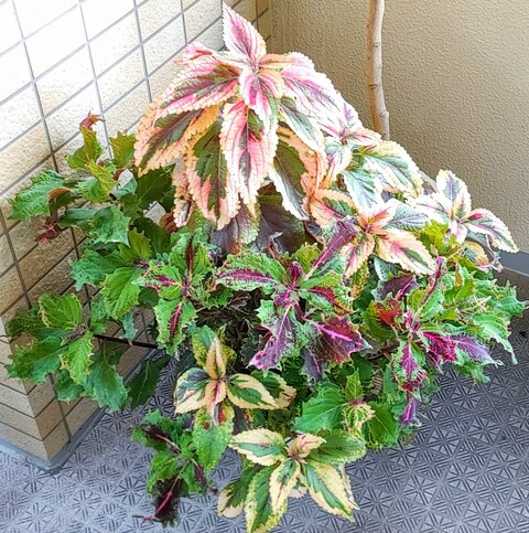 IMG00854~3