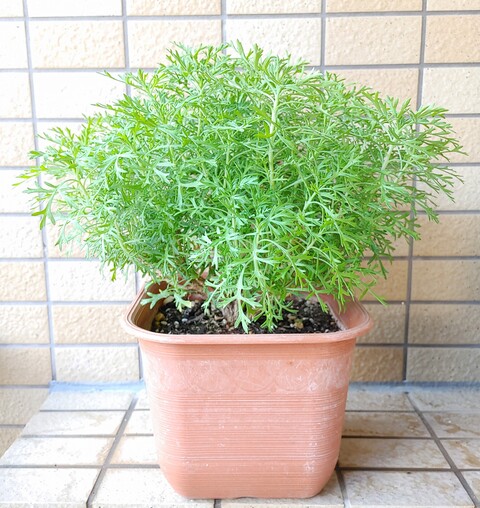 IMG00080~2
