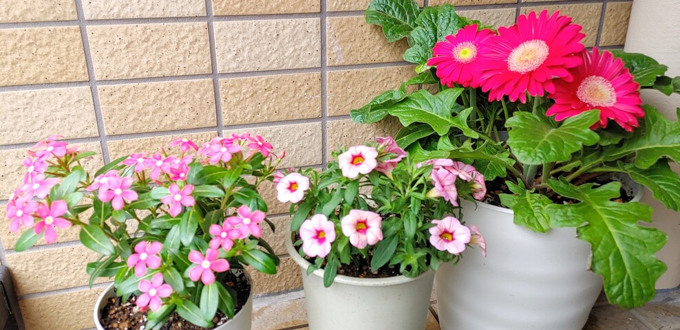 IMG00228~2