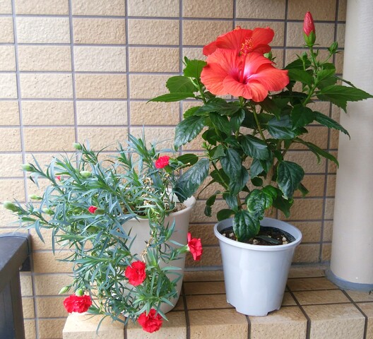 IMG_20210605_142238