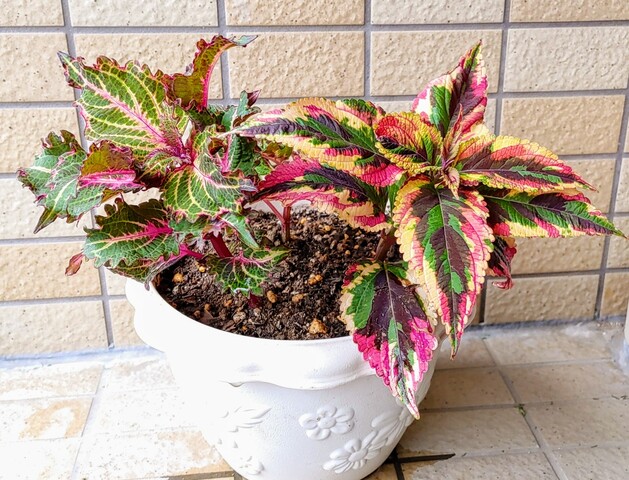 IMG00291~3
