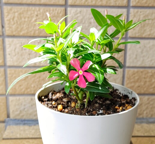 IMG00063~2