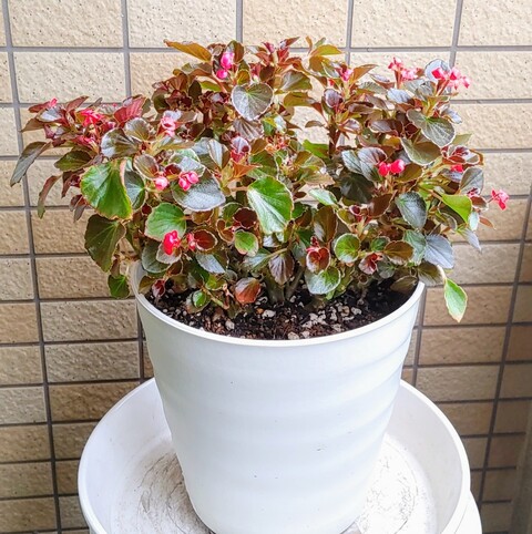 IMG00350~3