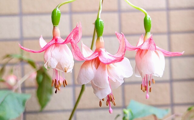 IMG00005~2