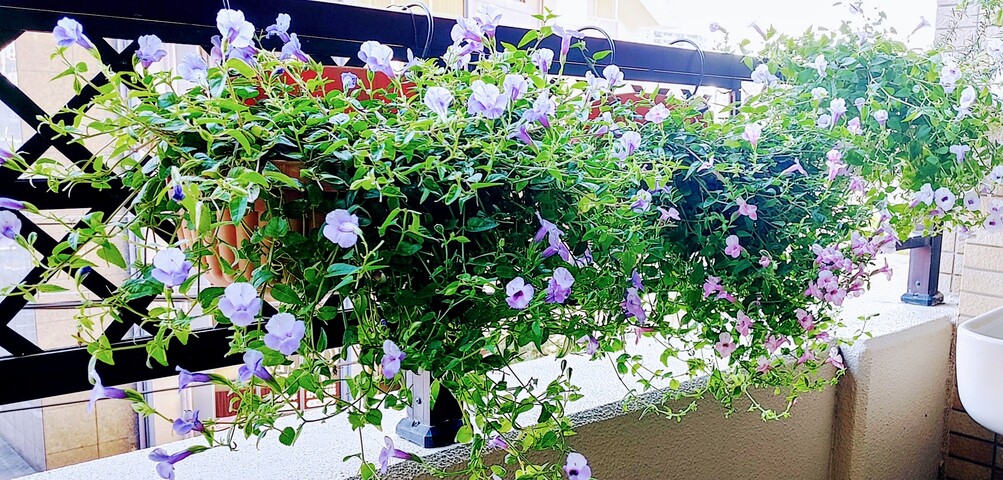 IMG00859_HDR~4