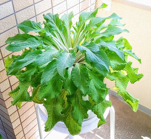 IMG00049~3