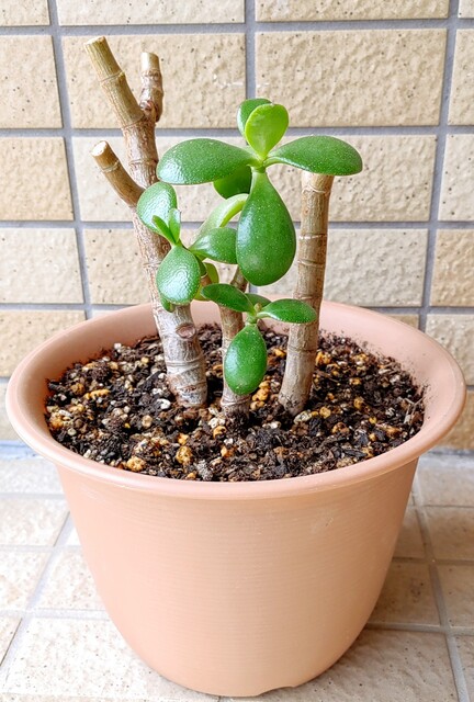 IMG00081~2