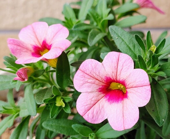 IMG00027~2