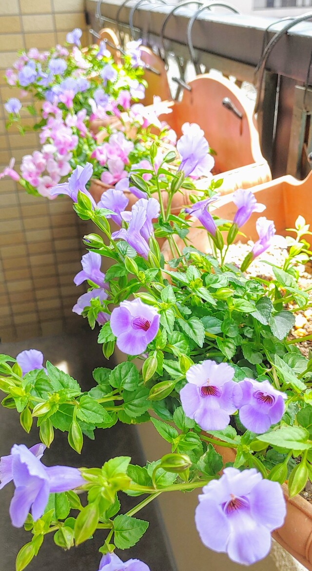 IMG00441~3