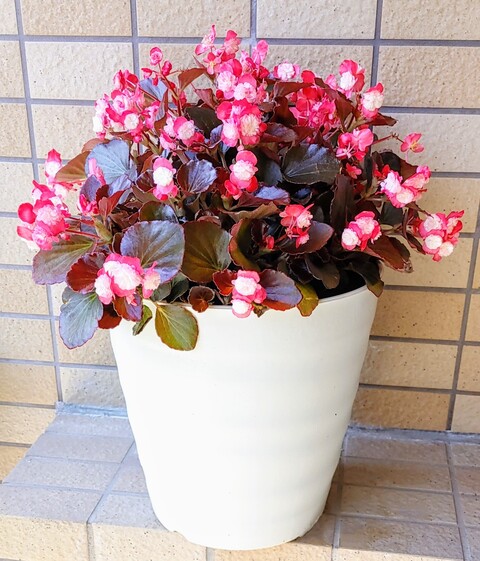 IMG00792~2