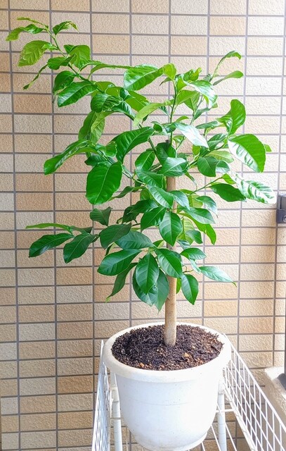 IMG01536~5