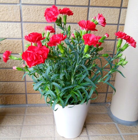 カーネーションからなんか白いの出てきましたけど ますこっとがあるの玉手箱