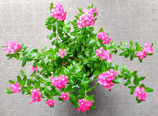 IMG00152~2