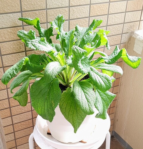 IMG00171~2
