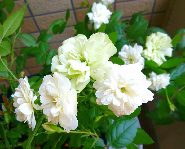 IMG_20200530_115912
