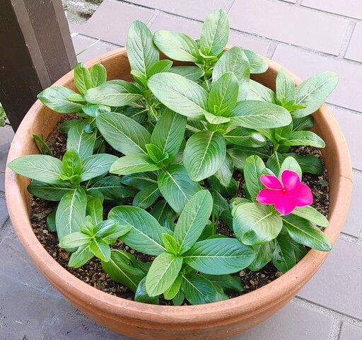 IMG00528~3