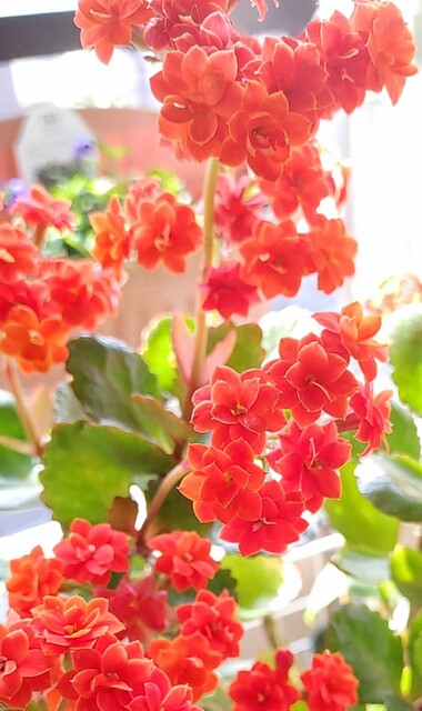 IMG00670~6