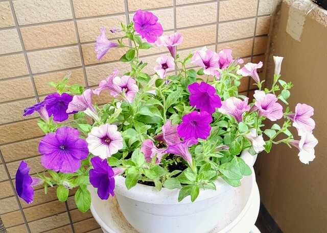 IMG00028~5