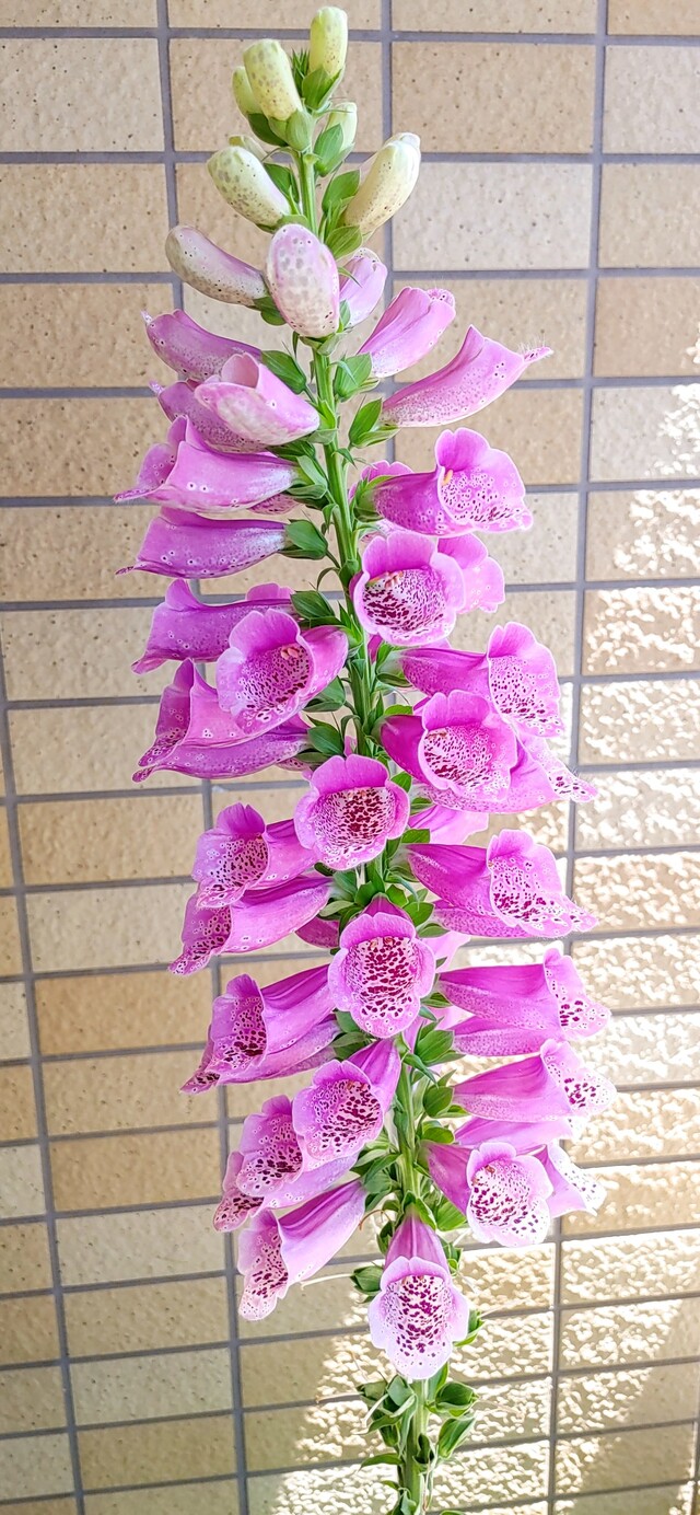 IMG00046~2