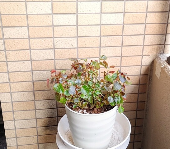 IMG00265~4