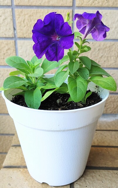 IMG00018~2