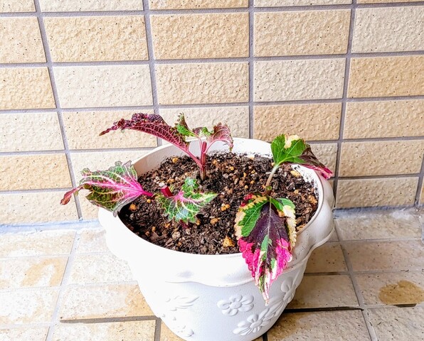 IMG00294~5