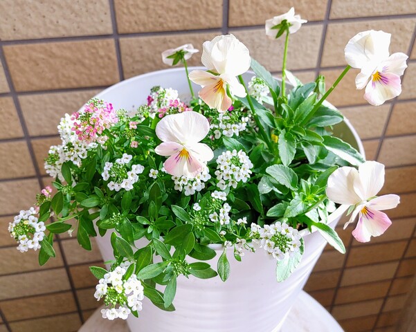 IMG00071~2