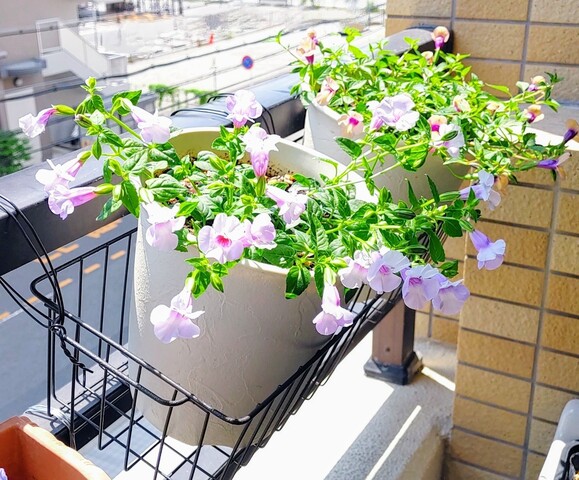 IMG00486~4