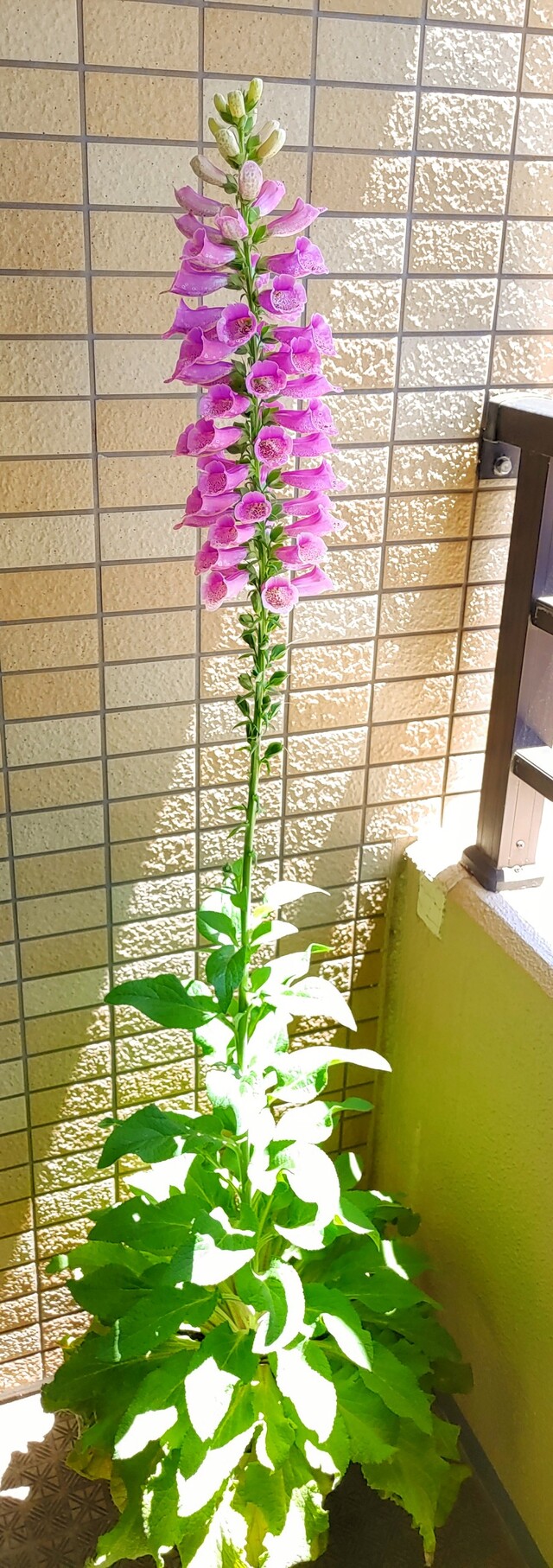 IMG00044~2