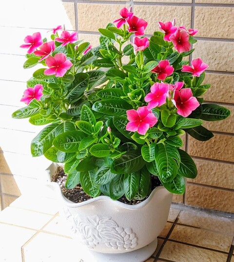 IMG01866~3