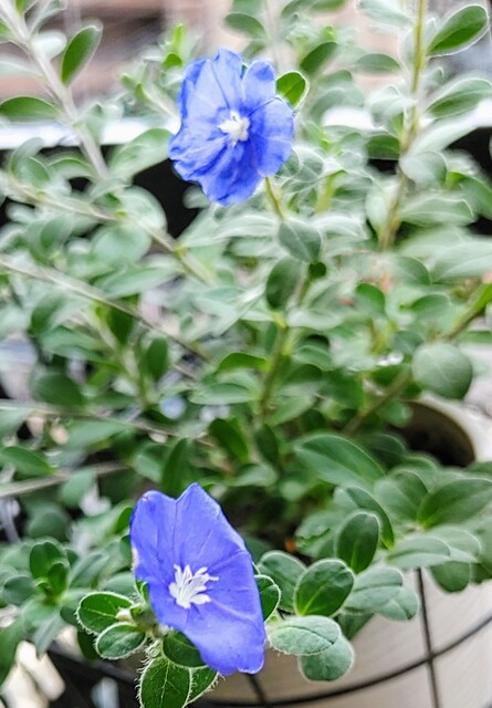 IMG00241~2