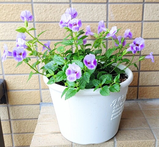 IMG00021~4
