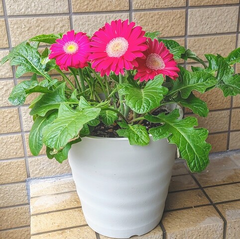 IMG00230~3