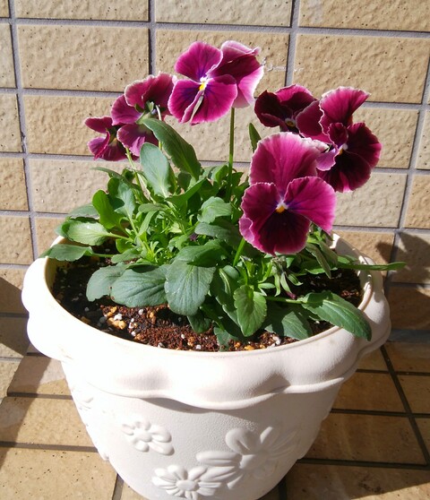 IMG_20201206_131603
