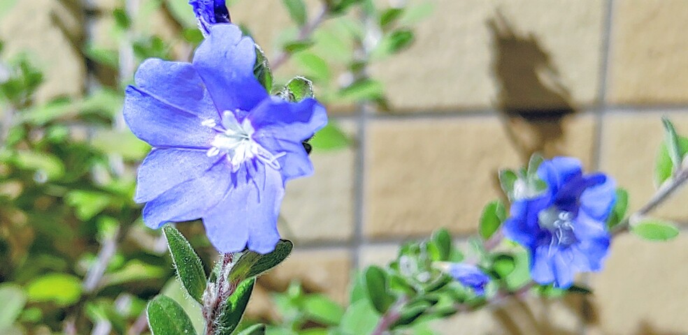 IMG00785~2