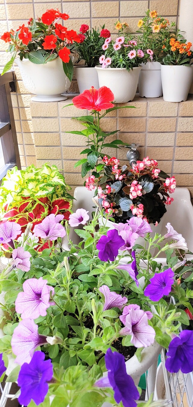 IMG00039~3