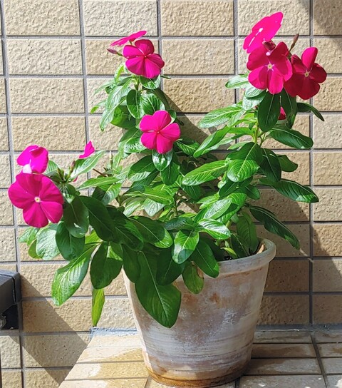 IMG00004~3(2)